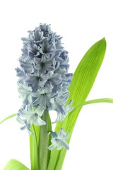 hyacinths