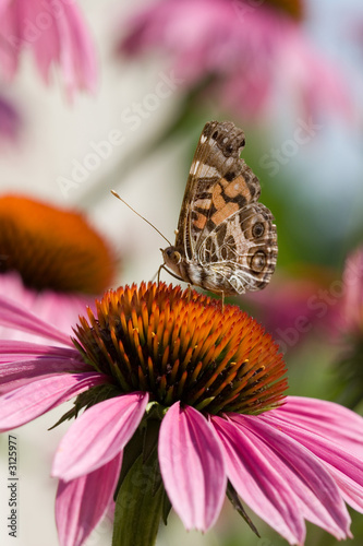 Tapeta ścienna Motyl na echinacei