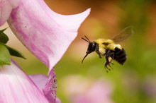 Bumble Bee And A Foxglove