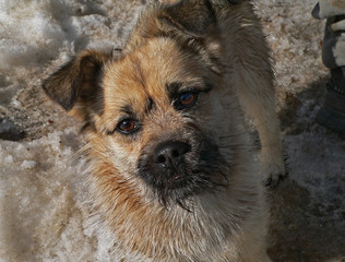 Sticker - small dog with small beard 3