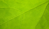 Fototapeta  - beautiful, a leaf