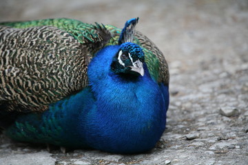 Poster - blauer pfau