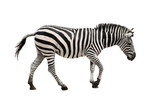 Fototapeta Zebra - zebra