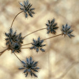 Fototapeta Dmuchawce - thorny grass