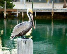Florida Keys Pelican