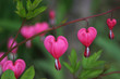 © Ints - bleeding heart flower