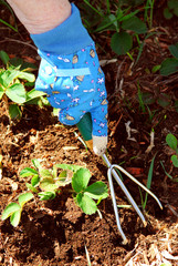Leinwandbilder - gardening