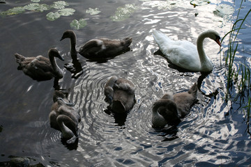 Wall Mural - swans