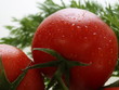 tomaten nah aufnahme