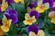 penny violets 3
