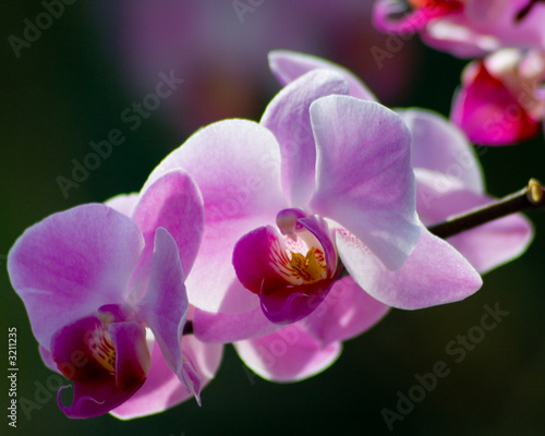 Tapeta ścienna Orchidea
