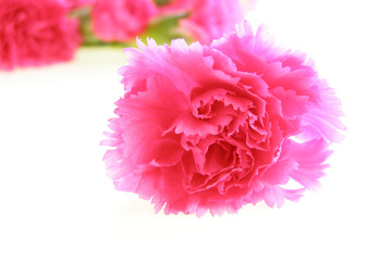 Sticker - pink carnations