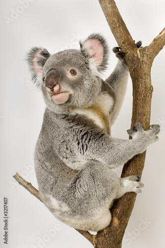 Dekoracja na wymiar  koala