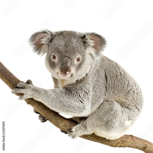 Naklejki koala  koala