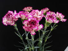 Purple And Cream Carnations