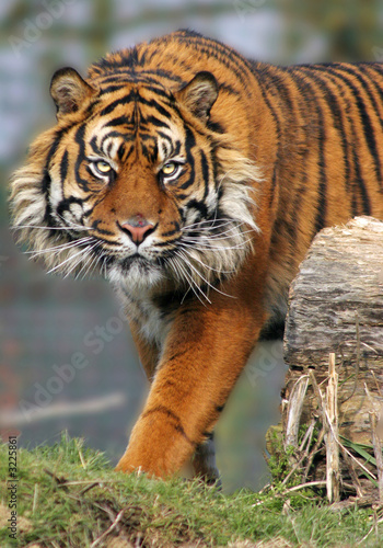Plakat tygrys sumatrzański