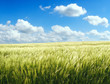 barley field over blue sky 1