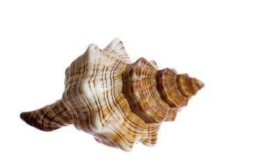 Wall Mural - spiral shell isolated on white