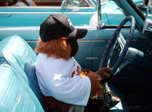 Orangutan Driving A Classic