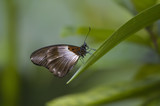 Fototapeta Zwierzęta - brown butterfly