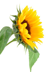 Wall Mural - sun flower collection