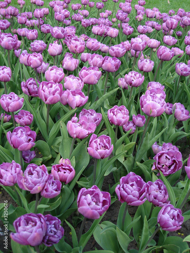 Naklejka - mata magnetyczna na lodówkę violet flowers on field for background
