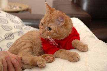 Wall Mural - kitten and red sweater