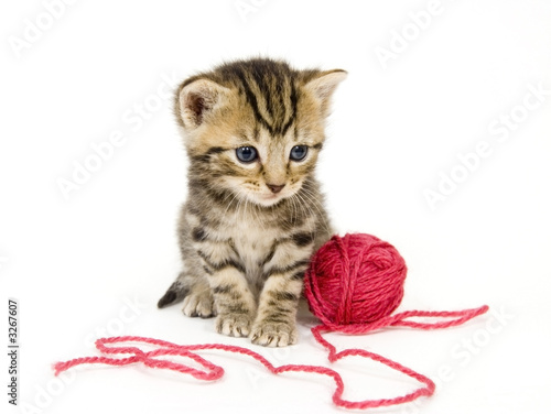 kitten with red ball of yarn on white background Poster