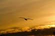 stork at sunset sky