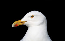 A Close Up Of A Seagull With A Black Background.