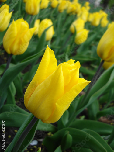 Naklejka na szybę yellow tulips in the park