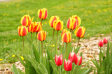 Fototapeta Tulipany - tulips garden