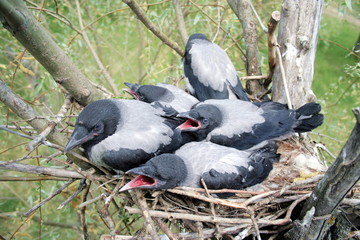 fledgling