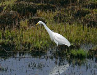 Canvas Print - great white egret 2