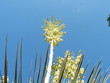flowering yucca plant