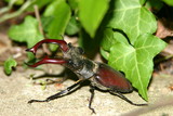 hirschkäfer 2