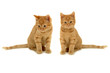 Leinwandbild Motiv twin kittens
