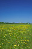Fototapeta Dmuchawce - rural landscape - sky and field