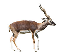 Indian Black Buck Antelope Standing Isolated Over