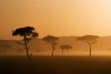 sunset in massai mara