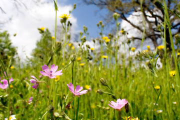 wild flowers