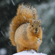 Squirrel And Snowy Day