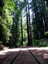 Railroad Tracks In Forest