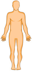 human anatomy flat