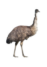 Emu Isolated On White