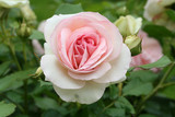rose mit knospe