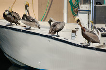 Pelicans Grooming On Boat