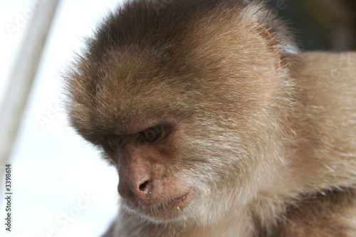 pensive monkey Wallpaper Mural