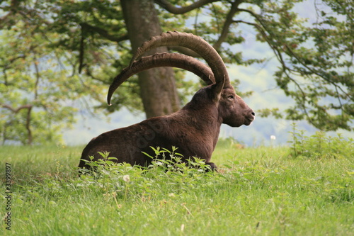 Obraz na płótnie canvas trzyczęściowy "tryptyk" Steinbock