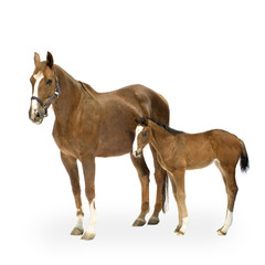 foal